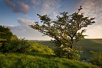 1095 Bull Tor Hawthorn Chris Gilbert, Ravenseye Gallery, Peak District, Photographs, Courses